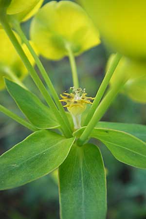 Euphorbia saratoi \ Schein-Ruten-Wolfsmilch, D Mannheim 22.4.2010