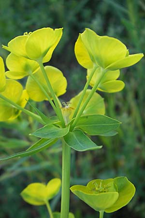 Euphorbia saratoi \ Schein-Ruten-Wolfsmilch / Twiggy Spurge, D Mannheim 22.4.2010