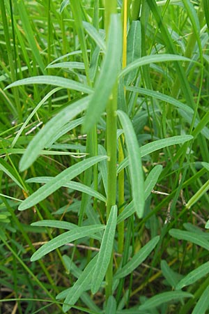 Euphorbia esula / Leafy Spurge, D Lampertheim 10.5.2010