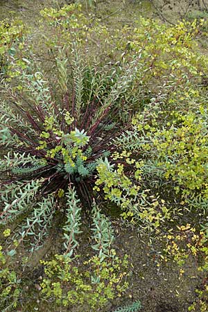 Euphorbia seguieriana \ Steppen-Wolfsmilch / Seguier's Spurge, D Botan. Gar.  Universit.  Mainz 13.9.2008