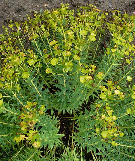 Euphorbia nicaeensis \ Nizza-Wolfsmilch, D Botan. Gar.  Universit.  Mainz 13.9.2008