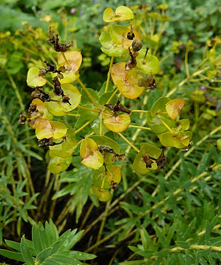 Euphorbia nicaeensis \ Nizza-Wolfsmilch / Southern Spurge, Honey-Flowered Spurge, D Botan. Gar.  Universit.  Mainz 13.9.2008