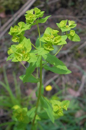 Euphorbia platyphyllos \ Breitblttrige Wolfsmilch / Broad-Leaved Spurge, D Wutach - Schlucht / Gorge 12.6.2011