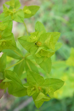 Euphorbia platyphyllos \ Breitblttrige Wolfsmilch, D Wutach - Schlucht 12.6.2011