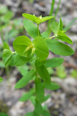 Euphorbia platyphyllos \ Breitblttrige Wolfsmilch / Broad-Leaved Spurge, D Ketsch 16.5.2012