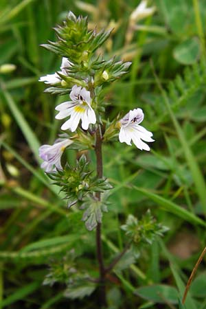 Euphrasia rostkoviana / Common Eyebright, D Wetzlar 24.5.2014