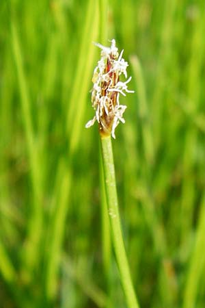 Eleocharis uniglumis \ Einspelzige Sumpfbinse, D Münzenberg 26.7.2014