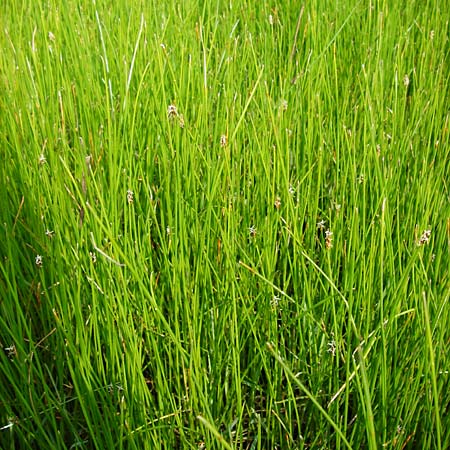 Eleocharis uniglumis \ Einspelzige Sumpfbinse / Spike Rush, D Münzenberg 26.7.2014