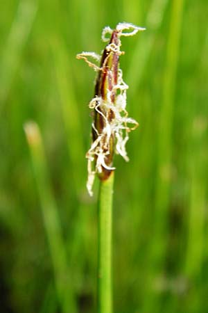 Eleocharis uniglumis \ Einspelzige Sumpfbinse / Spike Rush, D Münzenberg 26.7.2014