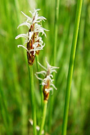 Eleocharis uniglumis \ Einspelzige Sumpfbinse / Spike Rush, D Münzenberg 26.7.2014