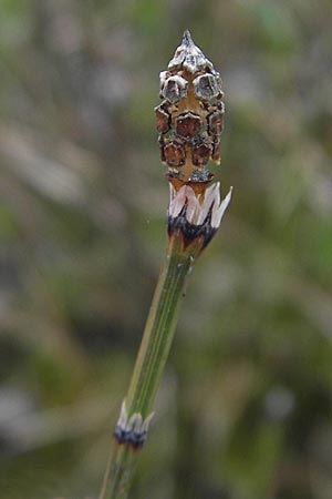 Equisetum variegatum / Variegated Horsetail, D Günzburg 8.5.2010