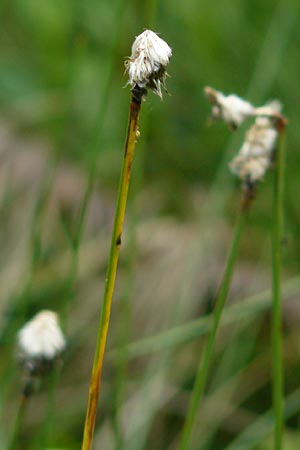 Eriophorum vaginatum \ Scheiden-Wollgras / Hare's-Tail Cotton Grass, D Schwarzwald/Black-Forest, Kaltenbronn 7.7.2012