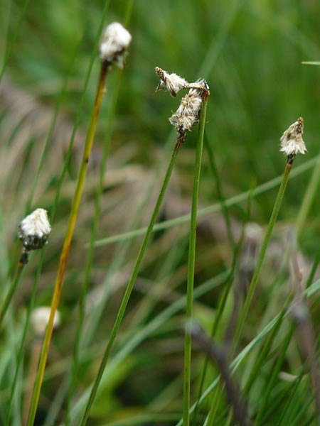Eriophorum vaginatum \ Scheiden-Wollgras / Hare's-Tail Cotton Grass, D Schwarzwald/Black-Forest, Kaltenbronn 7.7.2012