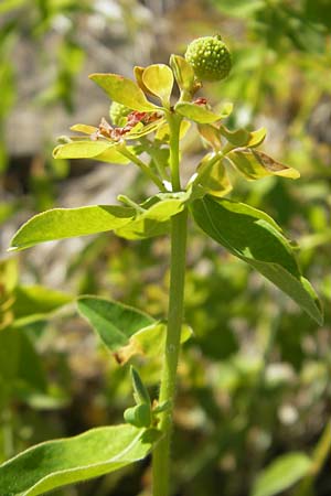 Euphorbia verrucosa \ Warzen-Wolfsmilch / Warty Spurge, D Lauda-Königshofen 30.5.2011