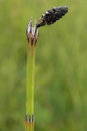 Equisetum variegatum \ Bunter Schachtelhalm / Variegated Horsetail, D Gessertshausen 30.7.2011