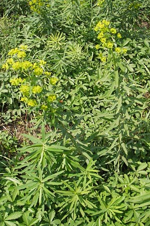 Euphorbia saratoi \ Schein-Ruten-Wolfsmilch / Twiggy Spurge, D Mannheim 25.9.2011