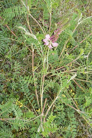 Onobrychis viciifolia \ Futter-Esparsette, Saat-Esparsette / Sainfoin, D Harburg in Schwaben 6.5.2012
