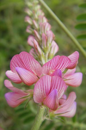 Onobrychis viciifolia \ Futter-Esparsette, Saat-Esparsette / Sainfoin, D Harburg in Schwaben 6.5.2012