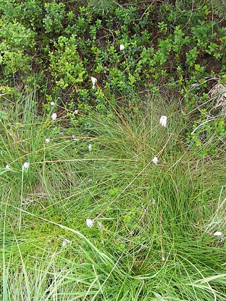 Eriophorum vaginatum \ Scheiden-Wollgras, D Schwarzwald, Kaltenbronn 7.7.2012