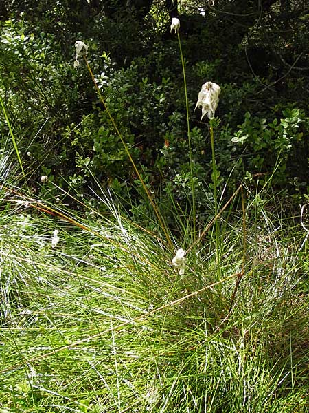 Eriophorum vaginatum \ Scheiden-Wollgras, D Schwarzwald, Kaltenbronn 7.7.2012