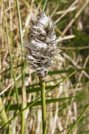 Eriophorum vaginatum \ Scheiden-Wollgras / Hare's-Tail Cotton Grass, D Schwarzwald/Black-Forest, Kaltenbronn 8.6.2013