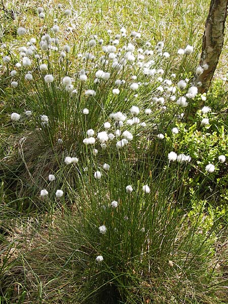 Eriophorum vaginatum \ Scheiden-Wollgras / Hare's-Tail Cotton Grass, D Schwarzwald/Black-Forest, Kaltenbronn 8.6.2013