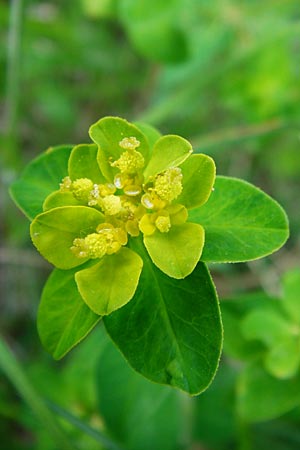 Euphorbia verrucosa \ Warzen-Wolfsmilch, D Treuchtlingen 18.6.2014