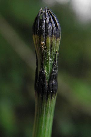 Equisetum x alsaticum \ Elssser Schachtelhalm / Alsatian Horsetail, D Karlsruhe 23.7.2011