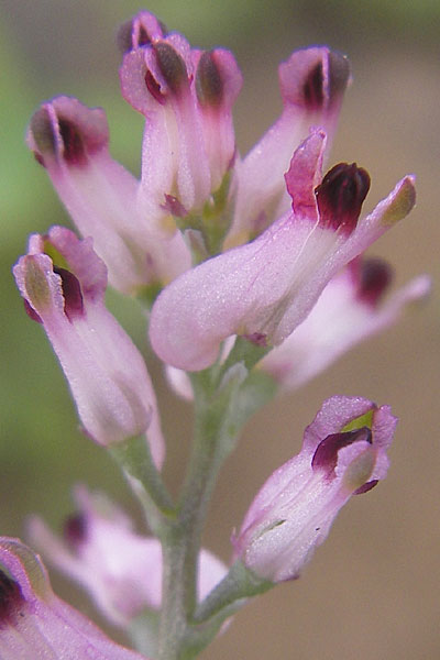 Fumaria vaillantii \ Blasser Erdrauch / Few-Flowered Fumitory, D Mannheim 18.5.2010