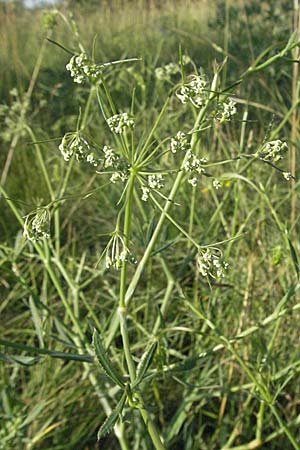 Falcaria vulgaris \ Sicheldolde, D Pfalz, Landau 26.6.2006