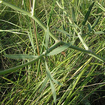 Falcaria vulgaris \ Sicheldolde / Longleaf, D Pfalz, Landau 26.6.2006