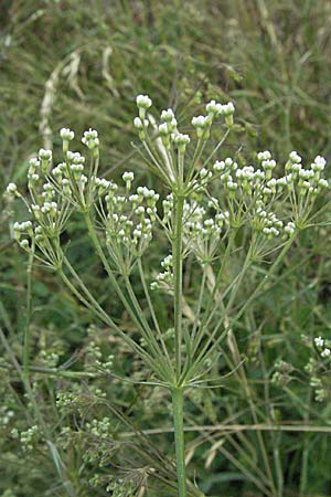 Falcaria vulgaris / Longleaf, D Neuleiningen 1.7.2006