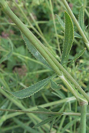 Falcaria vulgaris \ Sicheldolde / Longleaf, D Neuleiningen 1.7.2006