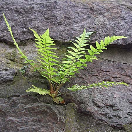 Dryopteris filix-mas \ Gewhnlicher Wurmfarn, Mnner-Farn / Male Fern, D Weinheim an der Bergstraße 1.9.2008