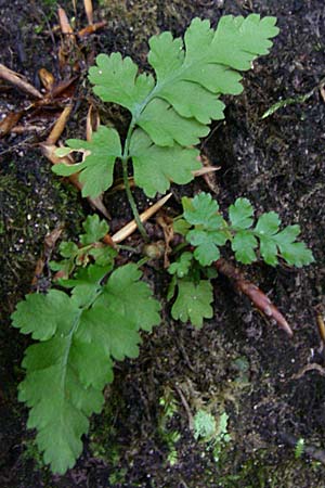 Gymnocarpium robertianum \ Ruprechts-Farn / Limestone Fern, D Ramsen 7.9.2008