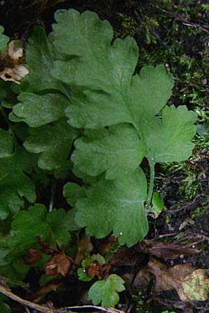 Gymnocarpium robertianum \ Ruprechts-Farn / Limestone Fern, D Ramsen 7.9.2008