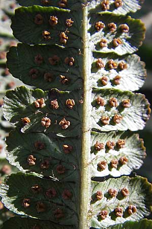 Dryopteris affinis s.l. \ Goldschuppen-Farn, Schuppiger Wurmfarn / Scaly Male Fern, D Weinheim an der Bergstraße, Botan. Gar.  Hermannshof 17.3.2009