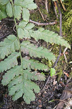 Dryopteris dilatata \ Breitblttriger Dornfarn, Groer Dornfarn, D Hambrücken 3.4.2009