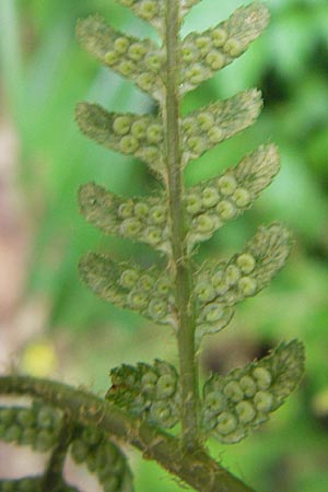 Dryopteris filix-mas \ Gewhnlicher Wurmfarn, Mnner-Farn / Male Fern, D Bruchsal 21.6.2009