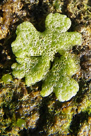 Riccia cavernosa \ Grubiges Stern-Lebermoos, D Groß-Gerau 21.10.2009