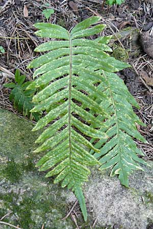 Polypodium interjectum \ Gesgter Tpfelfarn, D Botan. Gar.  Universit.  Heidelberg 1.4.2009