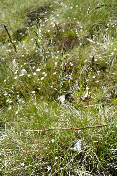 Festuca aquisgranensis \ Galmei-Schaf-Schwingel, Aachener Galmei-Schwingel, D Warburg 31.5.2014