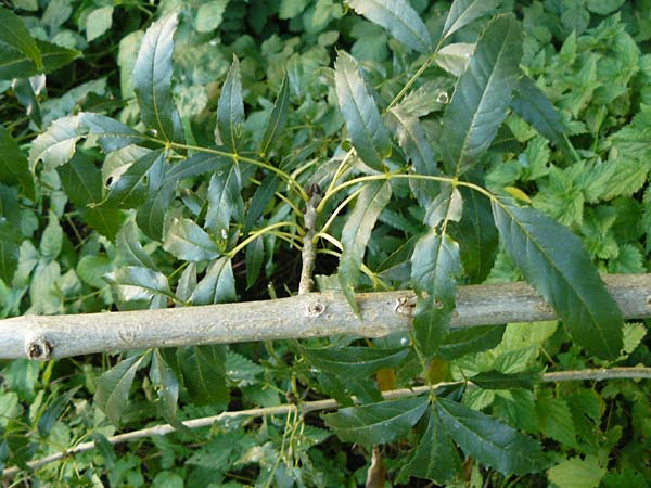 Fraxinus angustifolia / Narrow-Leaved Ash, D Eberbach 6.10.2014