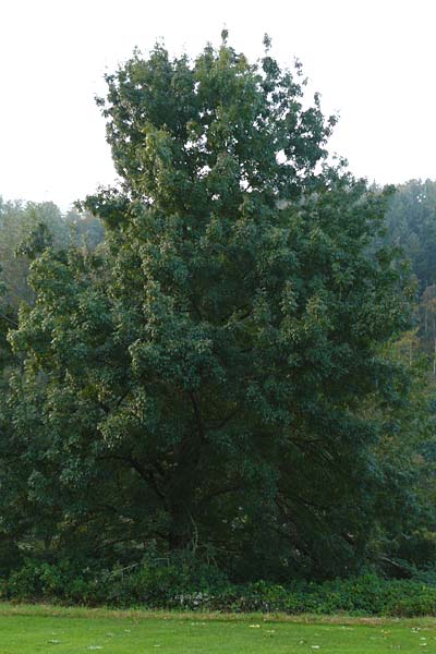 Fraxinus angustifolia \ Sdliche Esche, D Eberbach 6.10.2014