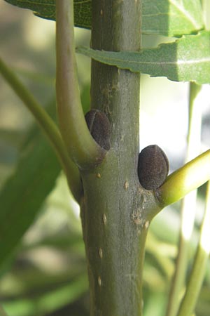 Fraxinus angustifolia / Narrow-Leaved Ash, D Mannheim 19.9.2011