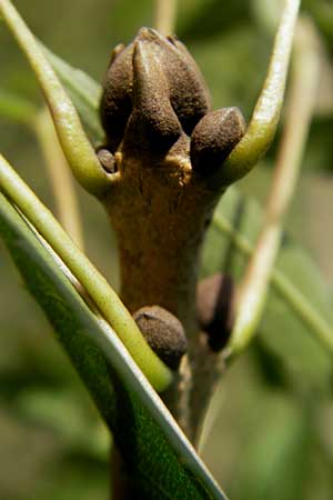 Fraxinus angustifolia / Narrow-Leaved Ash, D Mannheim 19.9.2011