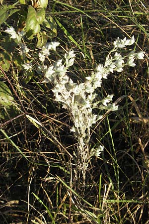 Filago arvensis \ Acker-Filzkraut / Field Cudweed, D Mannheim 30.9.2011