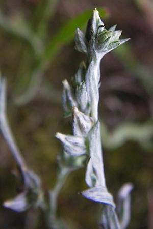 Filago arvensis / Field Cudweed, D Mannheim 13.7.2012