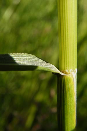 Festuca arundinacea \ Rohr-Schwingel, D Groß-Gerau 6.6.2014