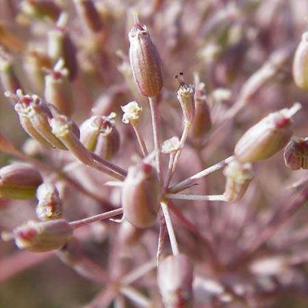 Falcaria vulgaris / Longleaf, D Rheinhessen, Wonsheim 17.8.2014